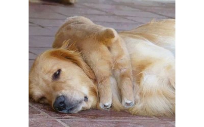 Add Breed Links Here