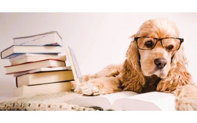 Dog  Breeding & Whelping Terms