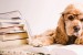 Dog  Breeding & Whelping Terms