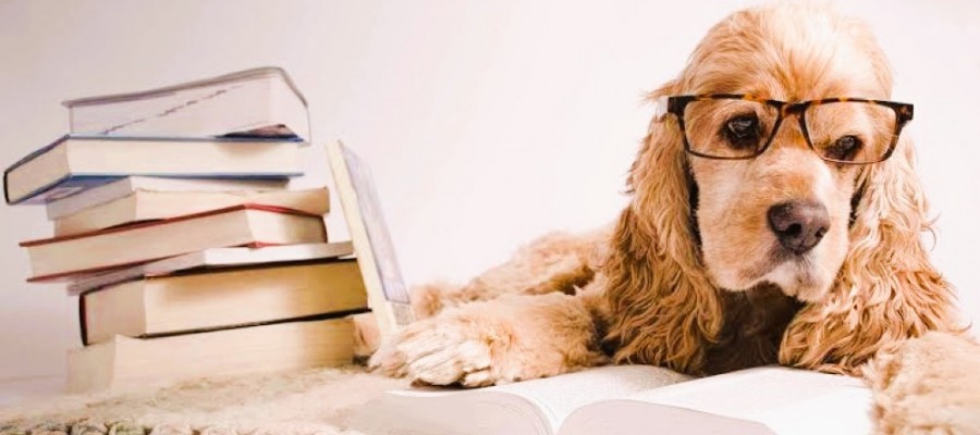 Dog  Breeding & Whelping Terms