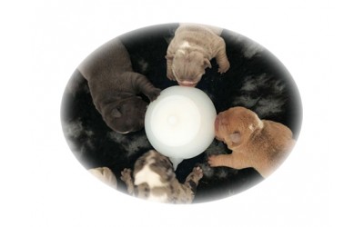 Multi Puppy Feeding Stations - Milk Bubbles