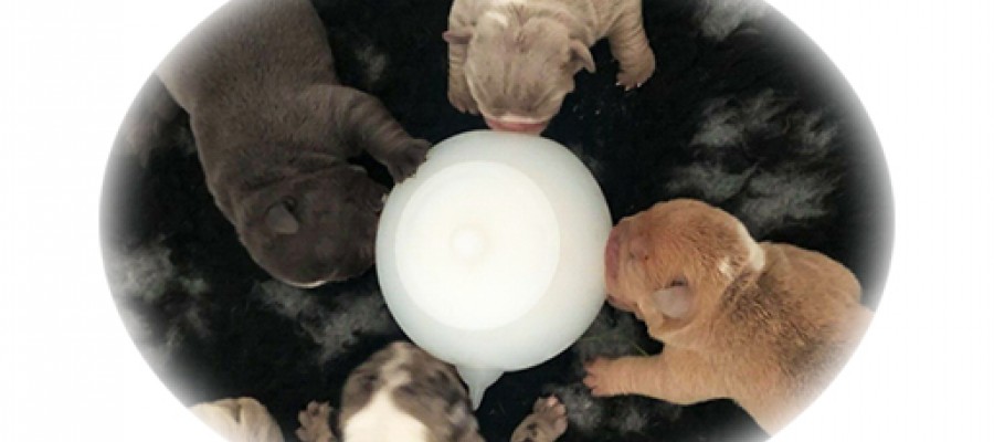 Multi Puppy Feeding Stations - Milk Bubbles