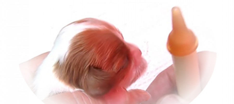 How To Syringe Feed a New-born Puppies