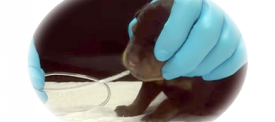 How to Tube Feed a Puppy