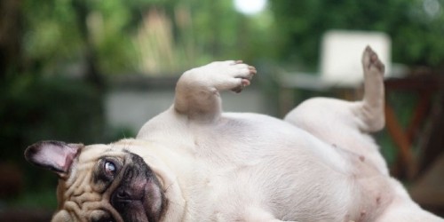 NZ Show Dogs Breeding & Whelping Supplies & Products