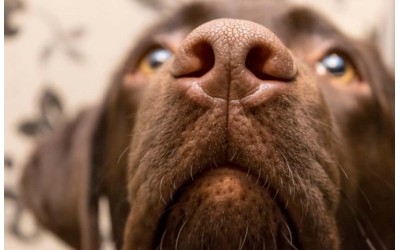 It's No Wonder Dogs are good at Scent Works