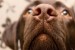 It's No Wonder Dogs are good at Scent Works