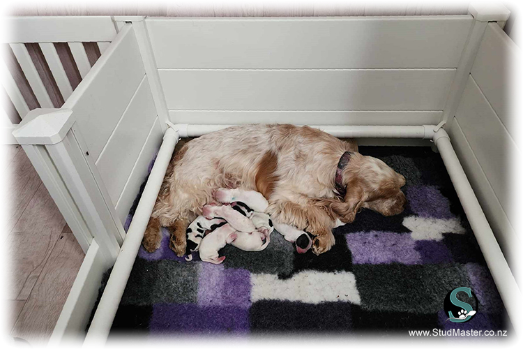 Small Whelping Box
